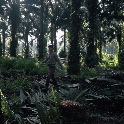 Programa de Productores Asociados: un camino hacia la inclusión ysostenibilidad en la palmicultura