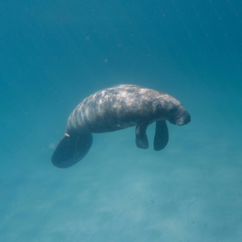 Alianzas para la conservación del manatí antillano en Bocas del Polochic
