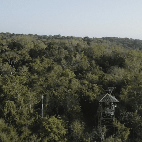 Acciones para proteger la biodiversidad en Guatemala