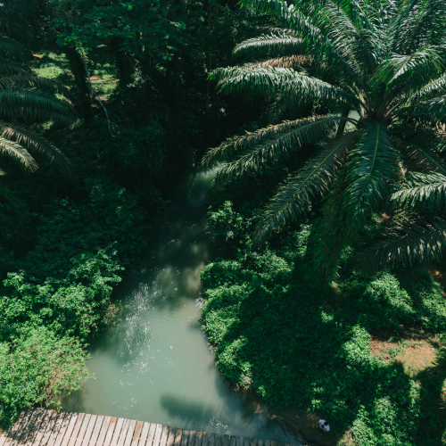 Cómo la industria de la palma en Guatemala aprovecha el agua de lluvia para sus cultivos