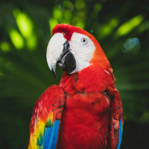 Protegiendo nuestro tesoro natural: NaturAceites y la conservación de la Guacamaya Roja en Guatemala
